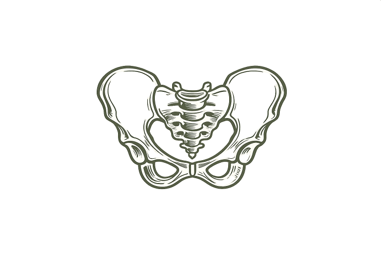 pelvis